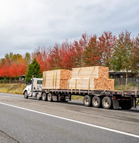 Powerful white bonnet big rig diesel industrial semi truck with day cab transporting lumber wood on two flat bed semi trailers running on the straight highway road with autumn trees on the side